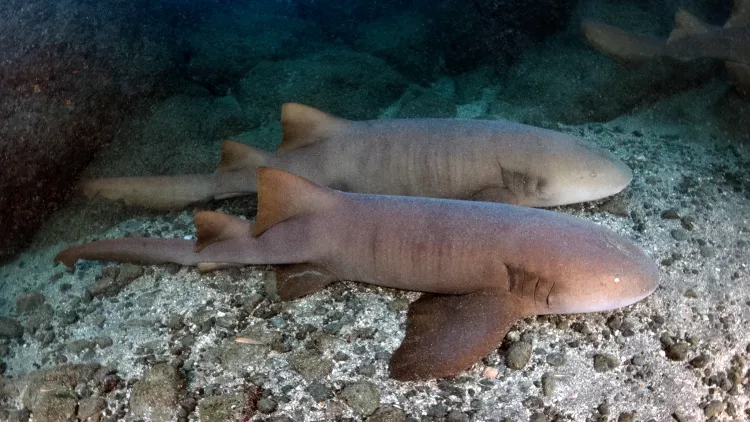 Pacific nurse sharks in The Nursery near Playa Del Coco.