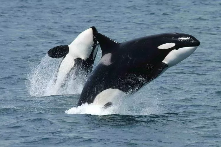 Orcas photographed off the southern side of Unimak Island, eastern Aleutian Islands, Alaska