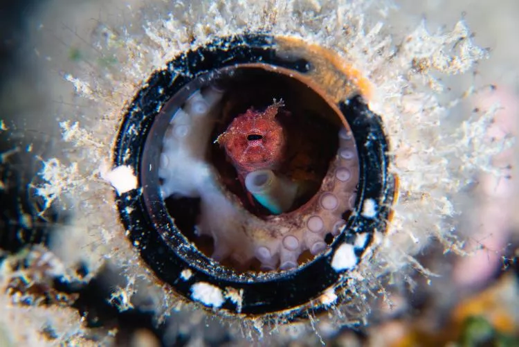 Octopus in a bottle, Guam.