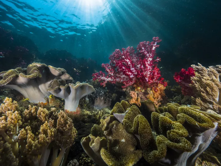 Leather and soft corals on reef, Triton Bay, West Papua, Indonesia