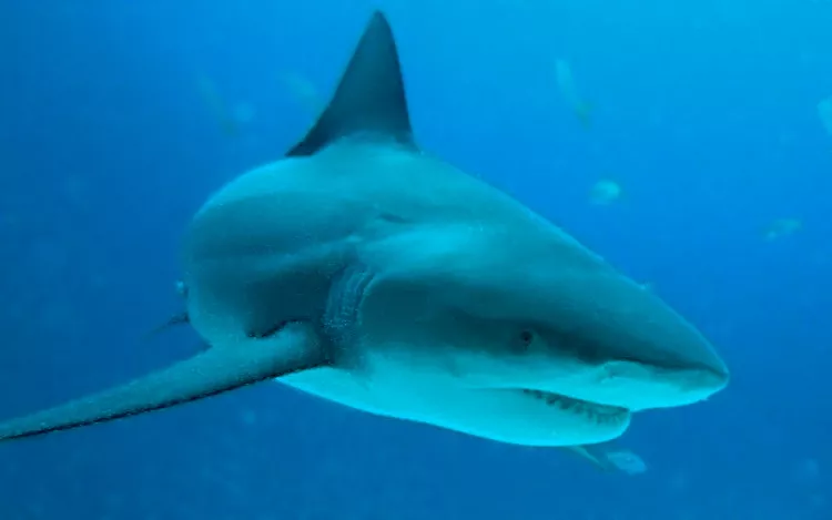 Bull shark 