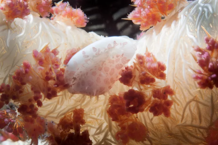 Soft coral with soft coral cowry. Photo by John Ares.