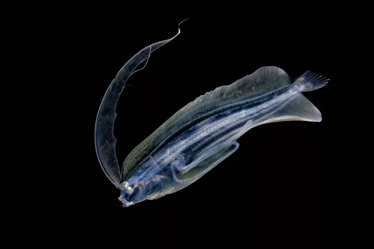 Larval flounder on blackwater dive at Anilao in the Philippines. Photo by Don Silcock.