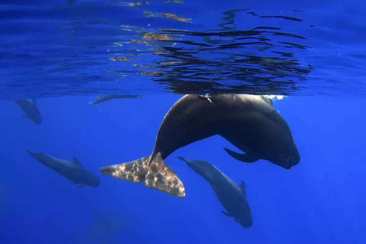 Pilot whales photo by Daniel Brinckmann