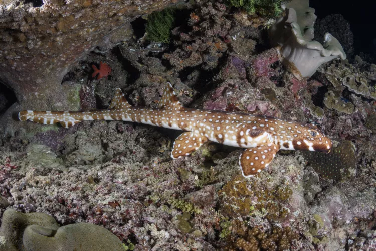 Hooded epaulette shark photo by Andy Murch